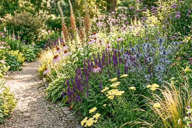 Digitalis parviflora, Echinacea pallida, Salvia 'Caradonna', Summer border along a gravel path planted with Eryngium zabelii 'Big Blue', Verbena bonariensis and ornamental grasses.