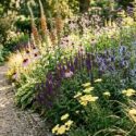 Digitalis parviflora, Echinacea pallida, Salvia 'Caradonna', Summer border along a gravel path planted with Eryngium zabelii 'Big Blue', Verbena bonariensis and ornamental grasses.