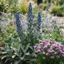 Echium plantagineum Stachys byzantina Veronica gentianoides, chives and Borago