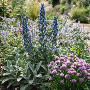 Echium plantagineum Stachys byzantina Veronica gentianoides, chives and Borago