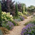 Thuja occidentalis Degroot's Spire, Cotinus coggygria 'Royal Purple', Carex comans 'Bronze-Leaved', Festuca glauca 'Blaufuchs', Geranium 'Rozanne', Hydrangea paniculata 'Limelight', Pennisetum orientale