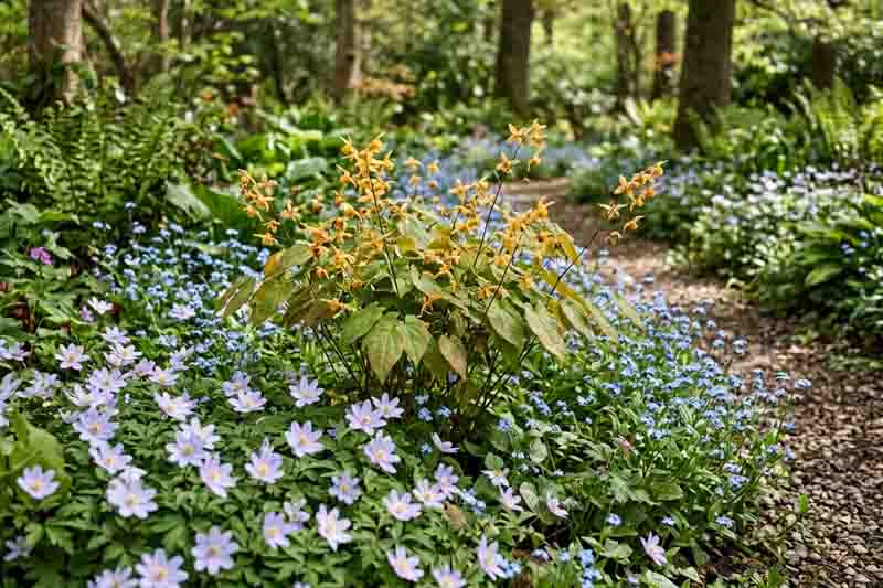 Epimedium Amber Queen in a woodland border with Anemone nemorosa Robinsoniana