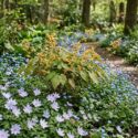 Epimedium Amber Queen in a woodland border with Anemone nemorosa Robinsoniana