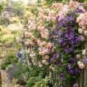 Romantic Fence Garden covered with English rose ‘A Shropshire Lad’ with abundant blush-pink blooms and Clematis ‘Romantika’ unfurling deep violet, star-shaped flowers.