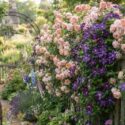 Romantic Fence Garden covered with English rose ‘A Shropshire Lad’ with abundant blush-pink blooms and Clematis ‘Romantika’ unfurling deep violet, star-shaped flowers.
