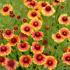 Gaillardia, Drought-tolerant perennial