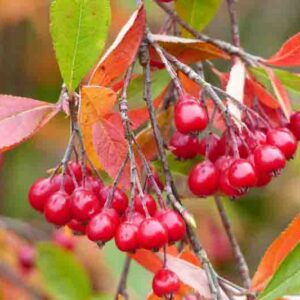 Aronia arbutifolia is a genus of deciduous shrubs, the chokeberries, in the family Rosaceae.