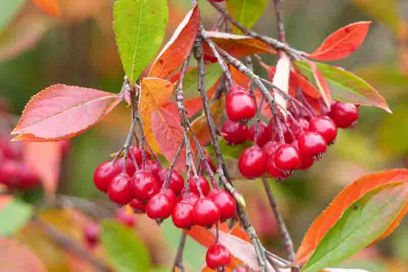 Aronia arbutifolia is a genus of deciduous shrubs, the chokeberries, in the family Rosaceae.