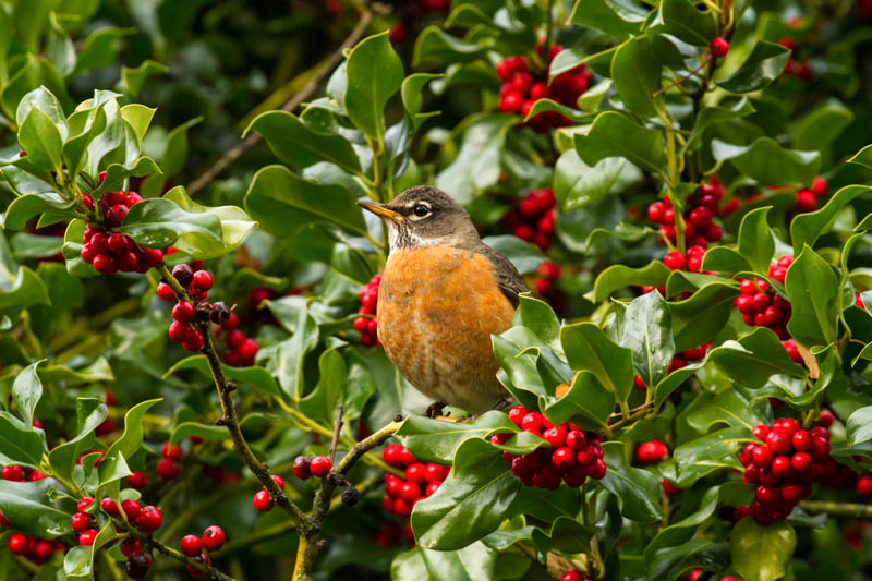 A robin is perched on a holly tree branch, with many red berries,  in a garden in Salem, Oregon.