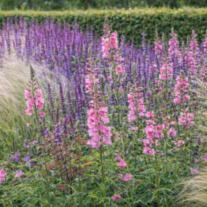 Summer garden design idea with Sidalcea, Checker Bloom, Stipa, Salvia Caradonna, Woodland sage