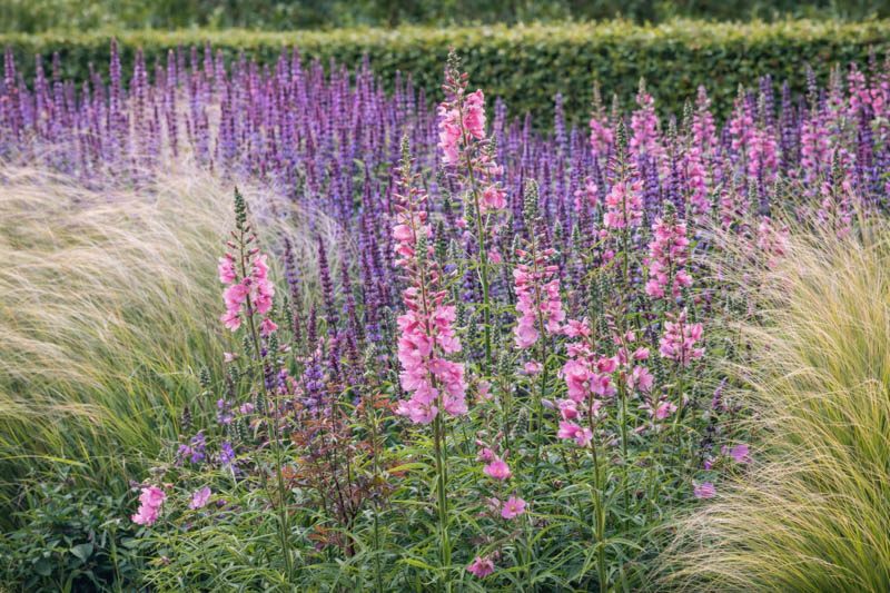 Summer garden design idea with Sidalcea, Checker Bloom, Stipa, Salvia Caradonna, Woodland sage