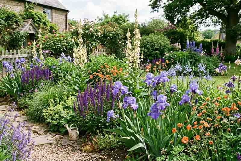 Spring perennial planting with Verbascum, Salvia nemerosa 'Caradonna', Geum, Iris, Aquilegia Blue Barlow and Camassia leichlinii