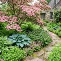 Cornus kousa 'Satomi', Hosta 'Patriot', Hosta 'Hadspen Blue', Pulmonaria 'Ice Ballet', Saxifraga urbium