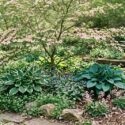 Cornus kousa 'Satomi', Hosta 'Patriot', Hosta 'Hadspen Blue', Pulmonaria 'Ice Ballet', Saxifraga urbium