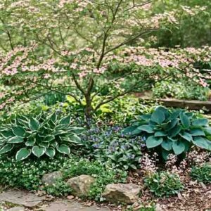 Cornus kousa 'Satomi', Hosta 'Patriot', Hosta 'Hadspen Blue', Pulmonaria 'Ice Ballet', Saxifraga urbium