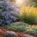 Native garden with Ceanothus thyrsiflorus, Solidago canadensis , Arctostaphylos uva ursi, Sedum spathulifolium