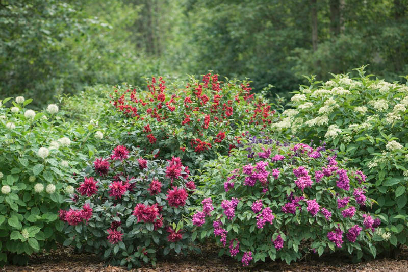 Native Garden with Cephalanthus, calycanthus floridus, ilex verticillata, callicarpa americana, sambucus canadensis