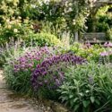 Herb garden bed with lavender, chives, sage, society garlic