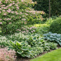 Cornus kousa 'Satomi', Hosta 'Patriot', Hosta 'Hadspen Blue', Pulmonaria 'Ice Ballet', Saxifraga urbium