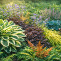 Plant Combination - Heuchera, Polemonium caerula , Polystichum setiferum, Hosta 'Patriot'