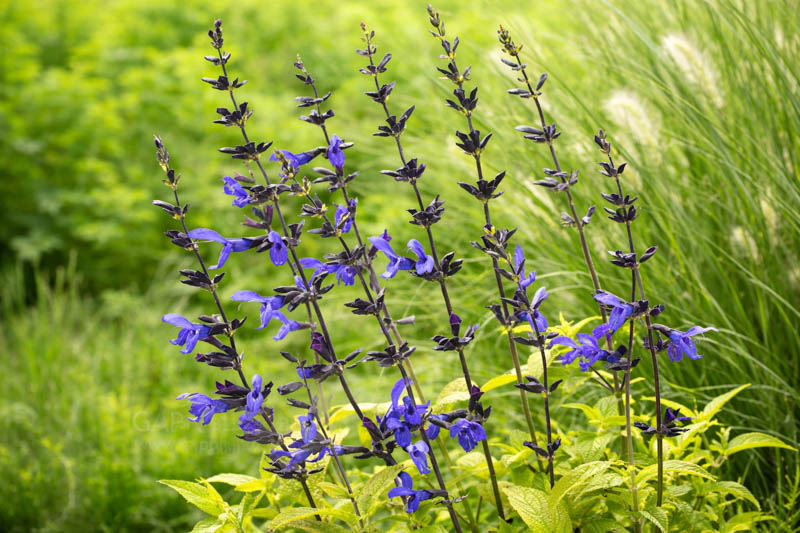 Salvia guaranitica, anise-scented sage, hummingbird sage