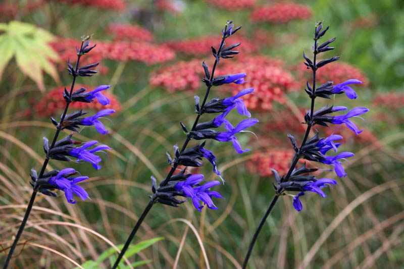 Salvia guaranitica, anise-scented sage, hummingbird sage