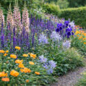 Spring perennial planting with Verbascum, Salvia nemerosa 'Caradonna', Geum, Iris, Aquilegia Blue Barlow and Camassia leichlinii