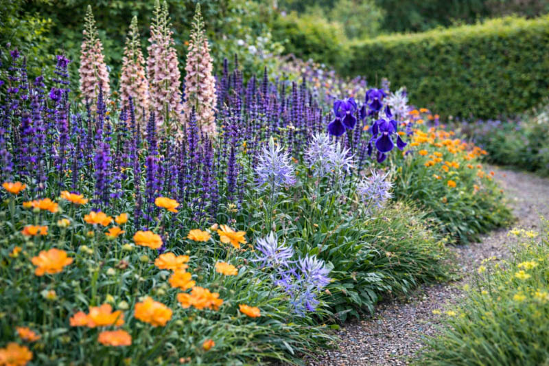 Spring perennial planting with Verbascum, Salvia nemerosa 'Caradonna', Geum, Iris, Aquilegia Blue Barlow and Camassia leichlinii
