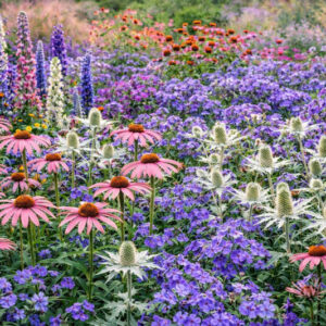 Phlox paniculata 'Blue Paradise' (Garden Phlox)