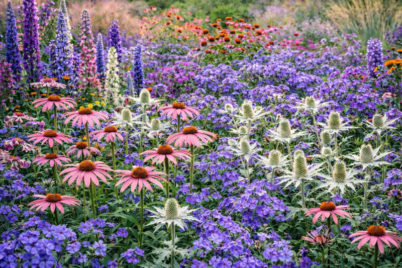 A Pollinator-Friendly Garden: Echinacea + Eryngium + Phlox