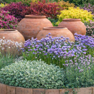 raised bed with lavender, chives, sage, society garlic