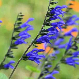 Salvia guaranitica, anise-scented sage, hummingbird sage