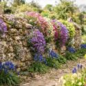 wall covered with carpet forming perennials - Aubrieta, Saxifraga and Muscari