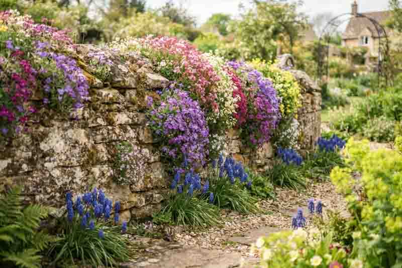 wall covered with carpet forming perennials - Aubrieta, Saxifraga and Muscari