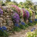 wall covered with carpet forming perennials - Aubrieta, Saxifraga and Muscari