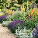 plant combination, Stachys byzantina, Kniphofia, allium sphaerocephalon