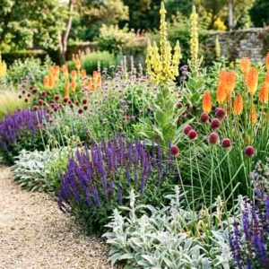 plant combination, Stachys byzantina, Kniphofia, allium sphaerocephalon