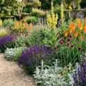 plant combination, Stachys byzantina, Kniphofia, allium sphaerocephalon