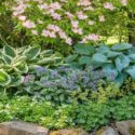Cornus kousa 'Satomi', Hosta 'Patriot', Hosta 'Hadspen Blue', Pulmonaria 'Ice Ballet', Saxifraga urbium