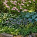 Cornus kousa 'Satomi', Hosta 'Patriot', Hosta 'Hadspen Blue', Pulmonaria 'Ice Ballet', Saxifraga urbium