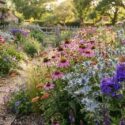 Plant Combination - echinacea purpurea, Eryngium giganteum 'Silver Ghost' and Phlox paniculata 'Blue Evening'