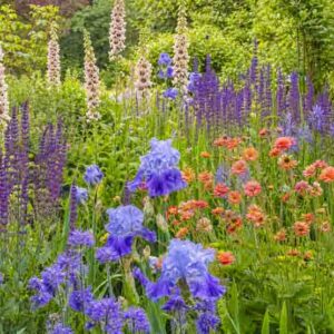 Spring perennial planting with Verbascum, Salvia nemerosa 'Caradonna', Geum, Iris, Aquilegia Blue Barlow and Camassia leichlinii