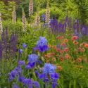 Spring perennial planting with Verbascum, Salvia nemerosa 'Caradonna', Geum, Iris, Aquilegia Blue Barlow and Camassia leichlinii