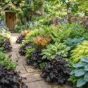 Heuchera, Polemonium caerula , Polystichum setiferum, Hosta 'Patriot'