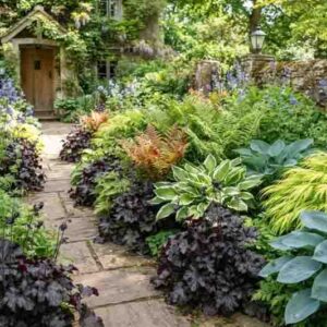 Heuchera, Polemonium caerula , Polystichum setiferum, Hosta 'Patriot'