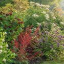 Native Garden with Cephalanthus, calycanthus floridus, ilex verticillata, callicarpa americana, sambucus canadensis