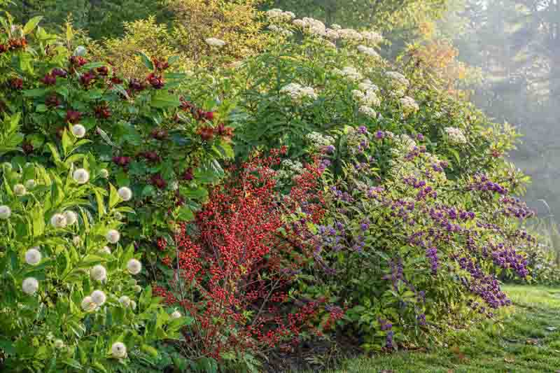 Native Garden with Cephalanthus, calycanthus floridus, ilex verticillata, callicarpa americana, sambucus canadensis