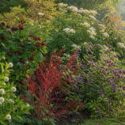 Native Garden with Cephalanthus, calycanthus floridus, ilex verticillata, callicarpa americana, sambucus canadensis