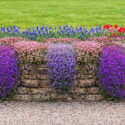 wall covered with carpet forming perennials - Aubrieta, Saxifraga and Muscari