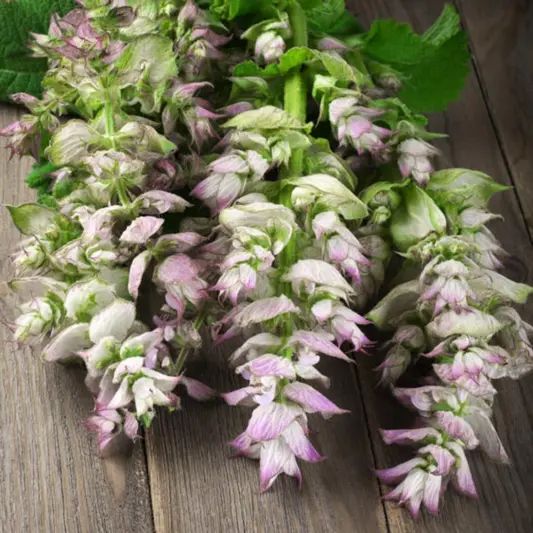 olivenbaum geldgeschenk Olivenbaum Olea Europaea XL – vielgrün main image 0